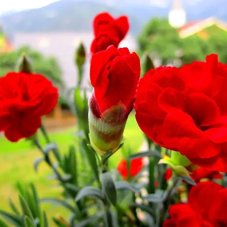 Гостевой дом Elisabeth Inkl Der Super Sommer Card Im Sommer 2026