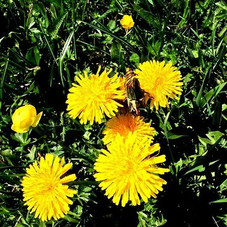 Гостевой дом Elisabeth Inkl Der Super Sommer Card Im Sommer 2026