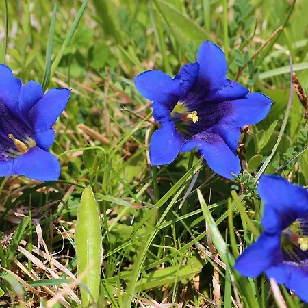 Elisabeth Inkl Der Super Sommer Card Im Sommer 2026 Гостевой дом