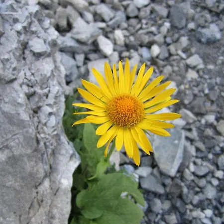 Elisabeth Inkl Der Super Sommer Card Im Sommer 2026