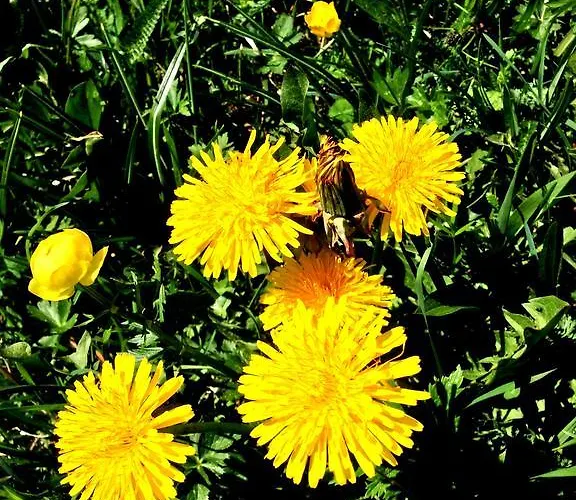 Pensión Elisabeth Inkl Der Super Sommer Card Im Sommer 2026