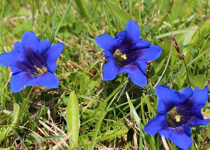 Elisabeth Inkl Der Super Sommer Card Im Sommer 2026 Pensión