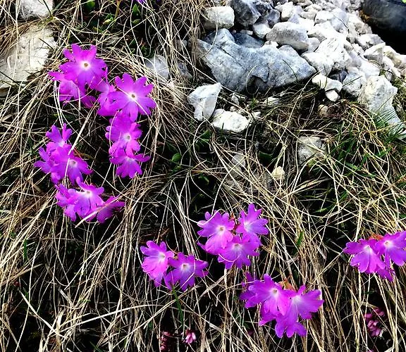 Pensión Elisabeth Inkl Der Super Sommer Card Im Sommer 2026