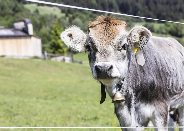 Pensión Elisabeth Inkl Der Super Sommer Card Im Sommer 2026 4*