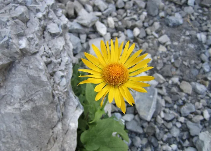 Elisabeth Inkl Der Super Sommer Card Im Sommer 2026