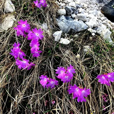 בית הארחה Elisabeth Inkl Der Super Sommer Card Im Sommer 2026