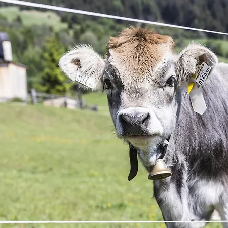 בית הארחה Elisabeth Inkl Der Super Sommer Card Im Sommer 2026 4*